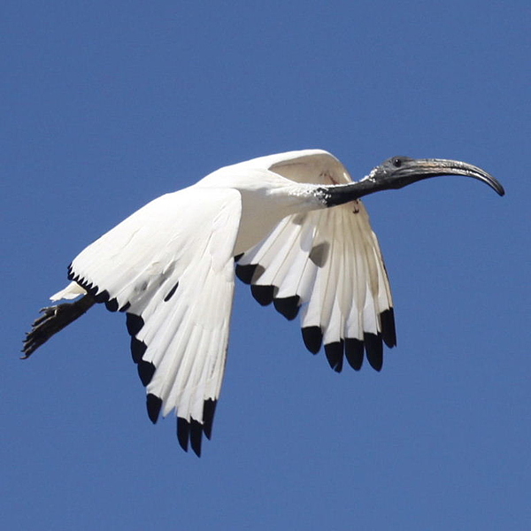 Файл:Sacred ibis.jpg
